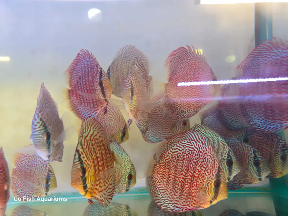 Stunning freshwater fish for your aquarium.