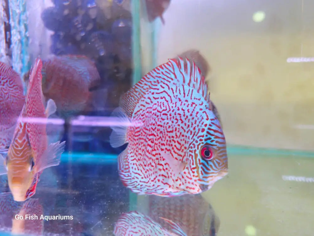 Freshwater fish from trusted breeders.