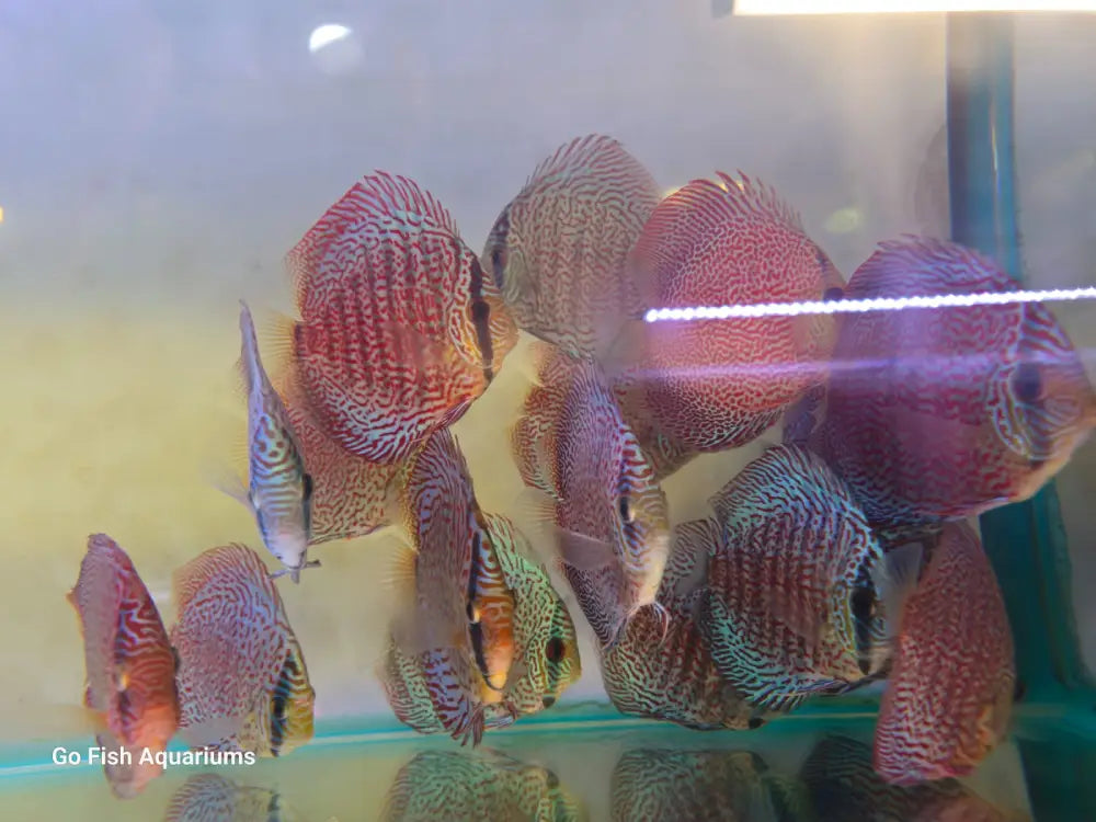 Affordable freshwater fish for sale.