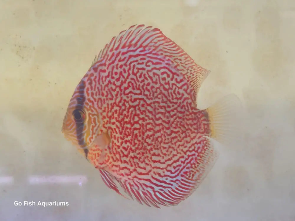Rare freshwater fish for collectors.