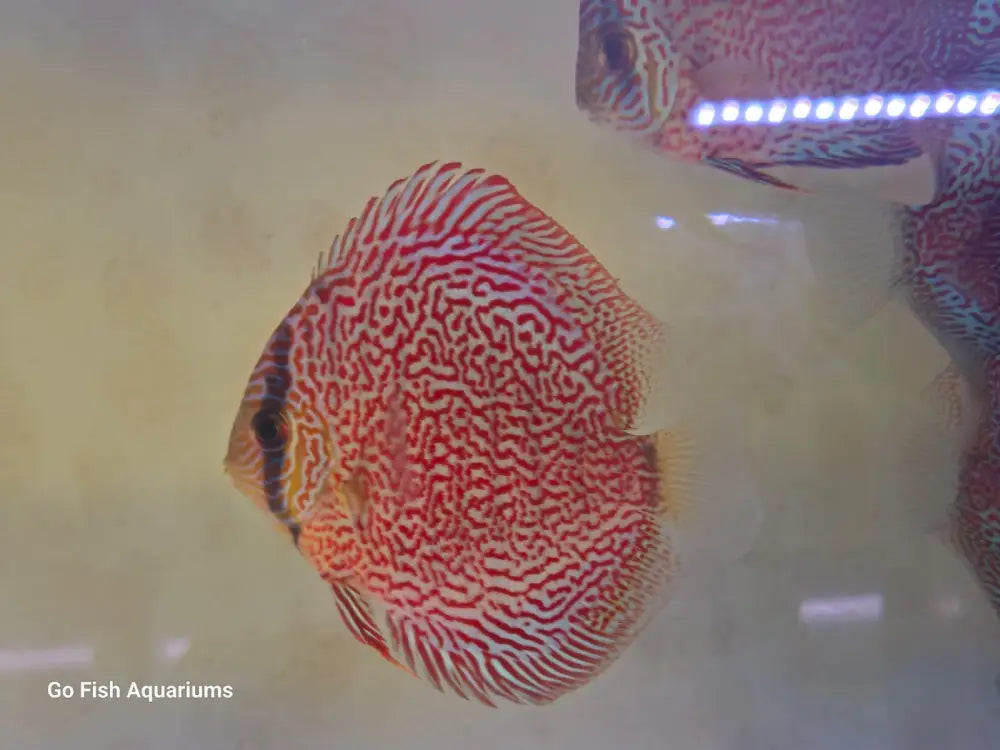 Quality freshwater fish available now.