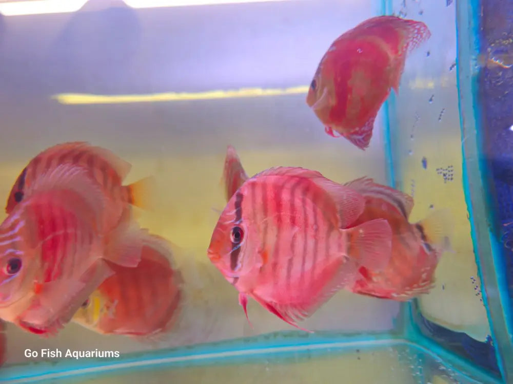 Live aquarium fish from expert breeders.