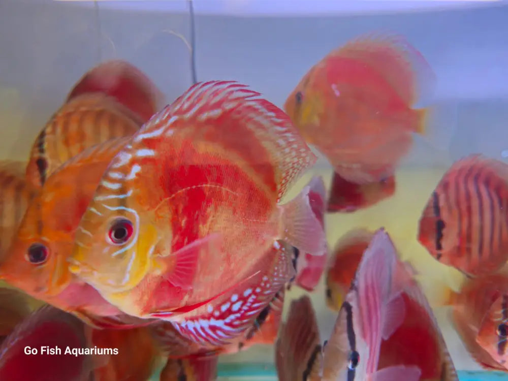 Freshwater live aquarium fish on sale.