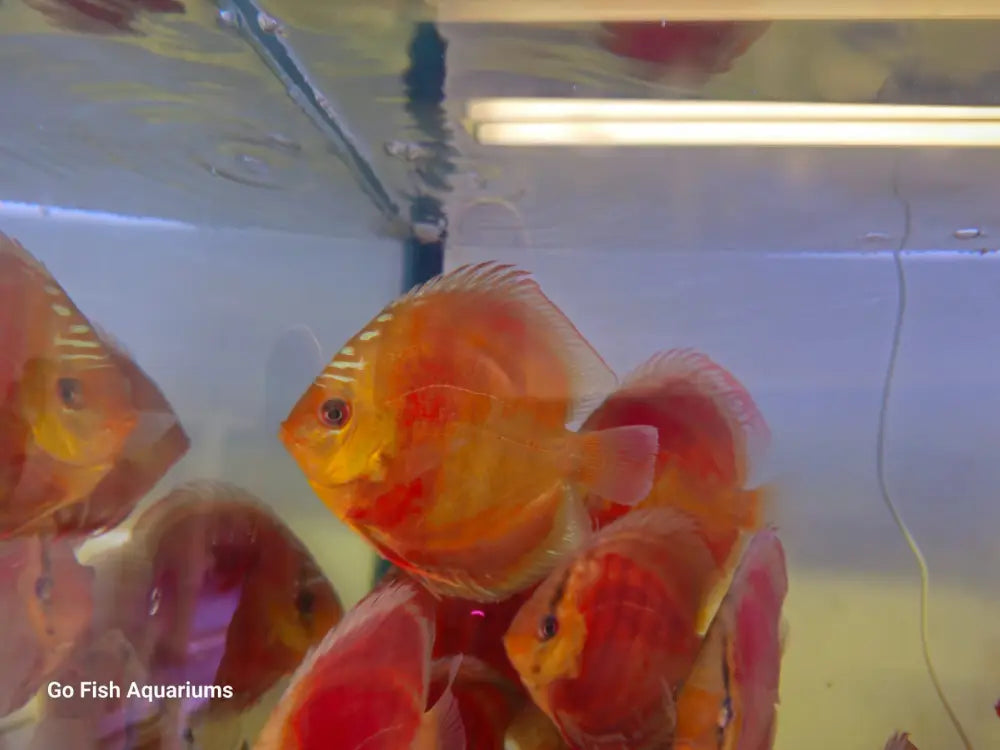 Live aquarium fish for your aquarium.