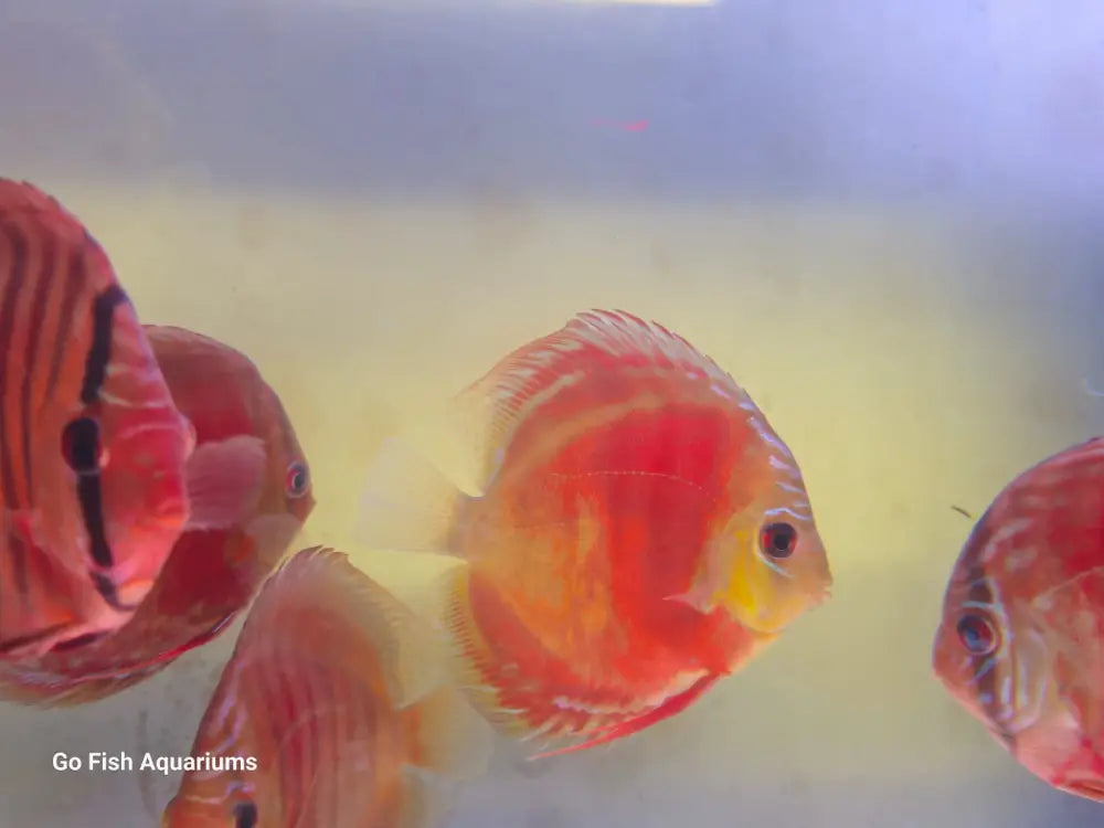 Tropical live aquarium fish available now.