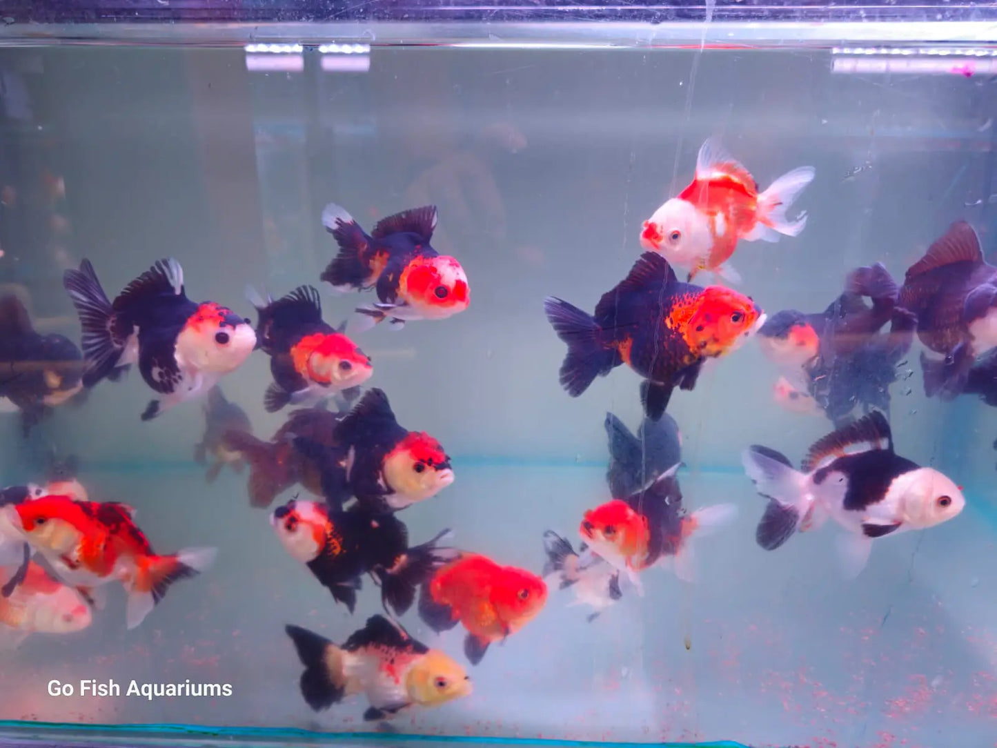 Oranda Panda and Tri Colour