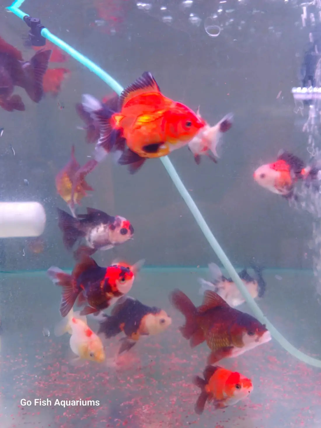 Oranda Panda and Tri Colour