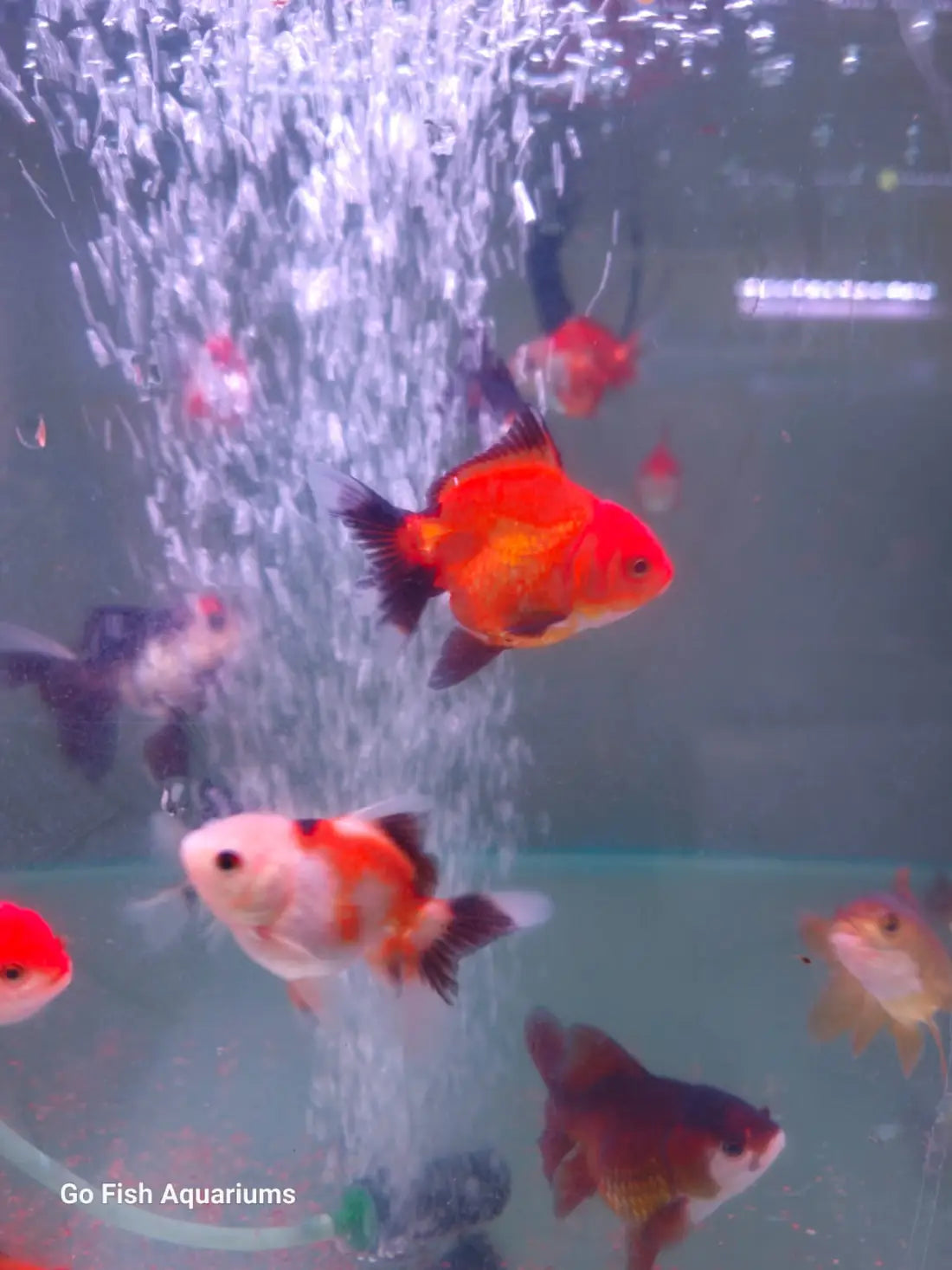 Oranda Panda and Tri Colour