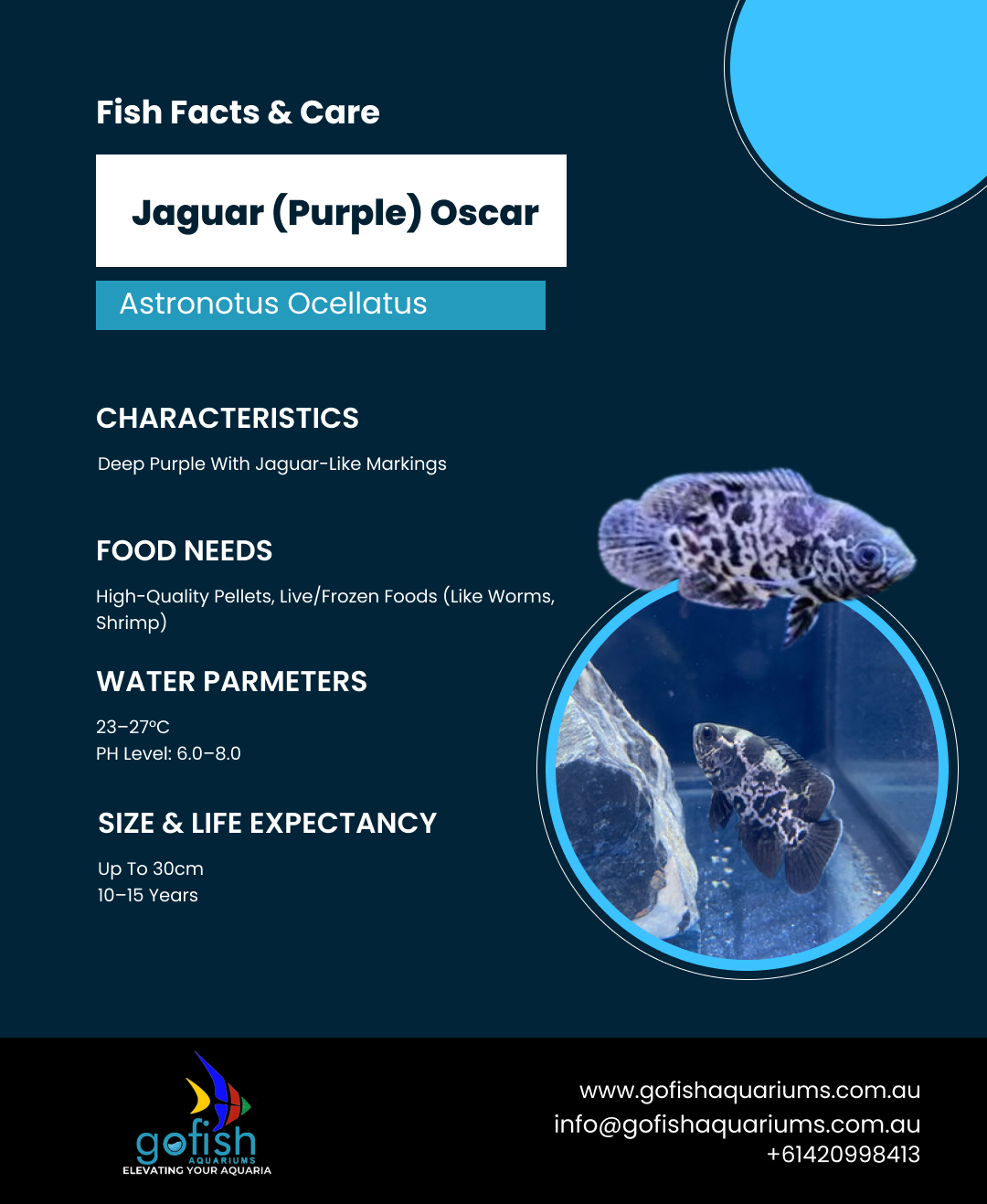 Jaguar (Purple) Oscar