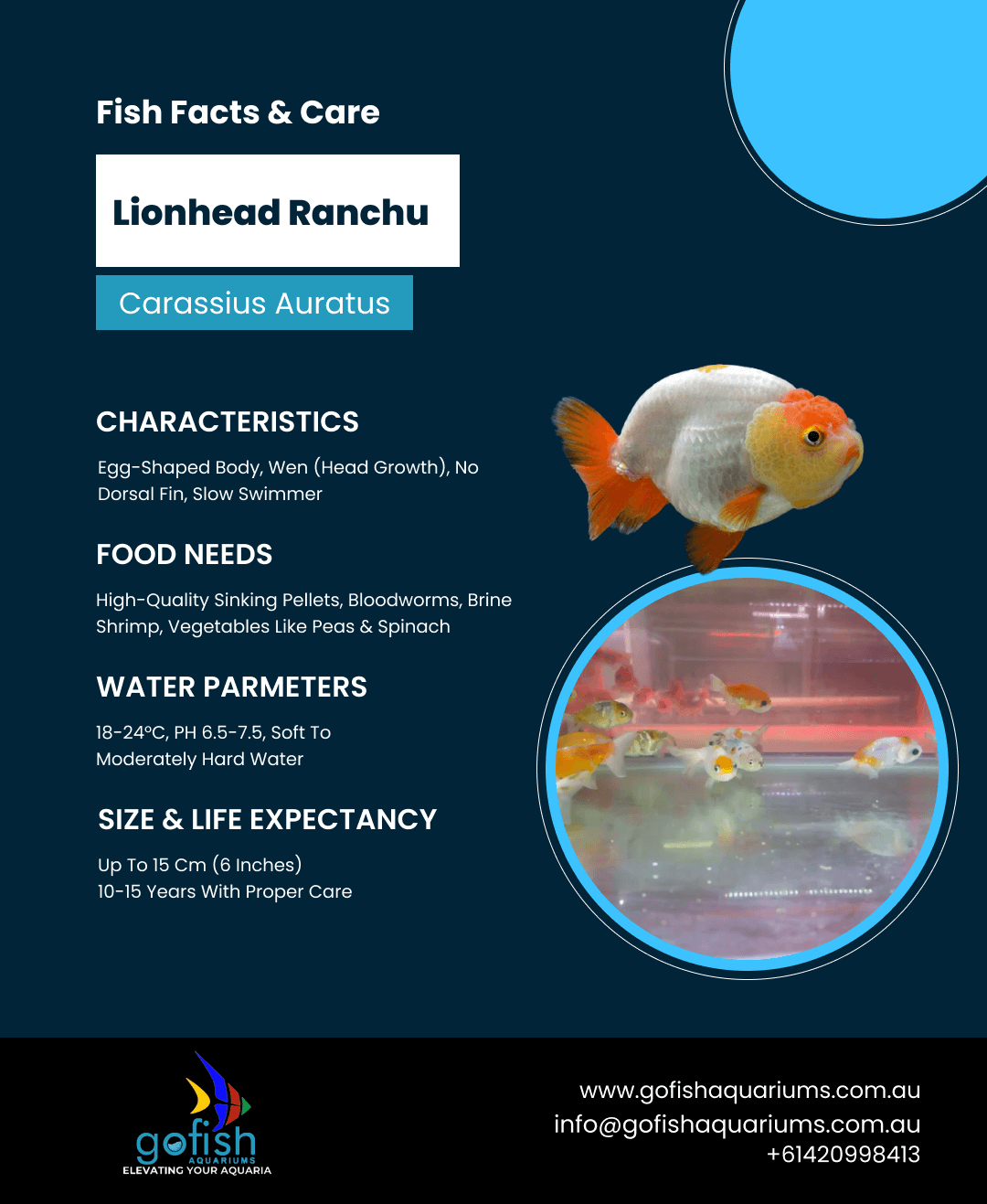 Lionhead Ranchu (Red, R/W, Calico)