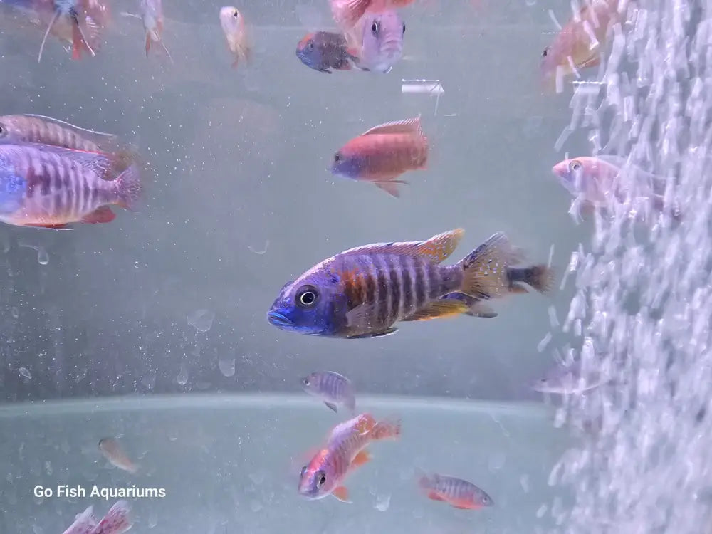 Go Fish: your aquatic destination.