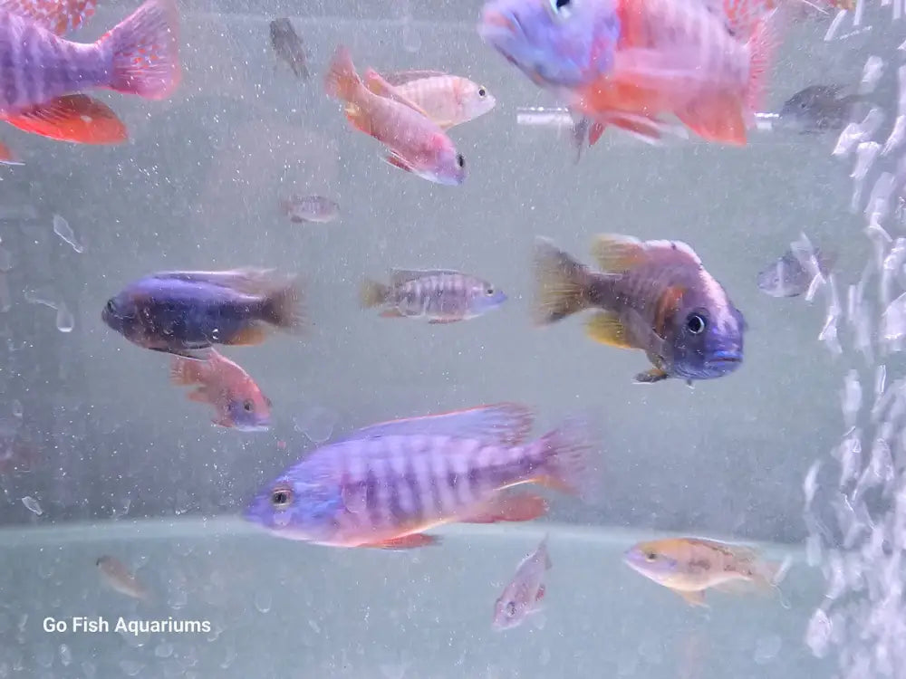 Buy stunning Peacock Cichlid fish today!