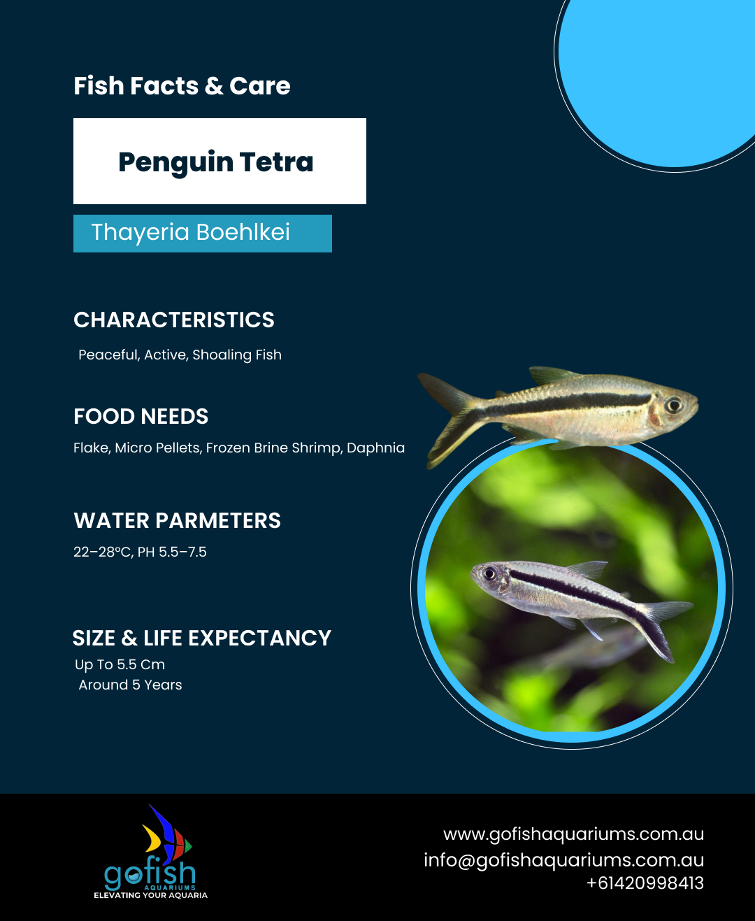 Penguin Tetra