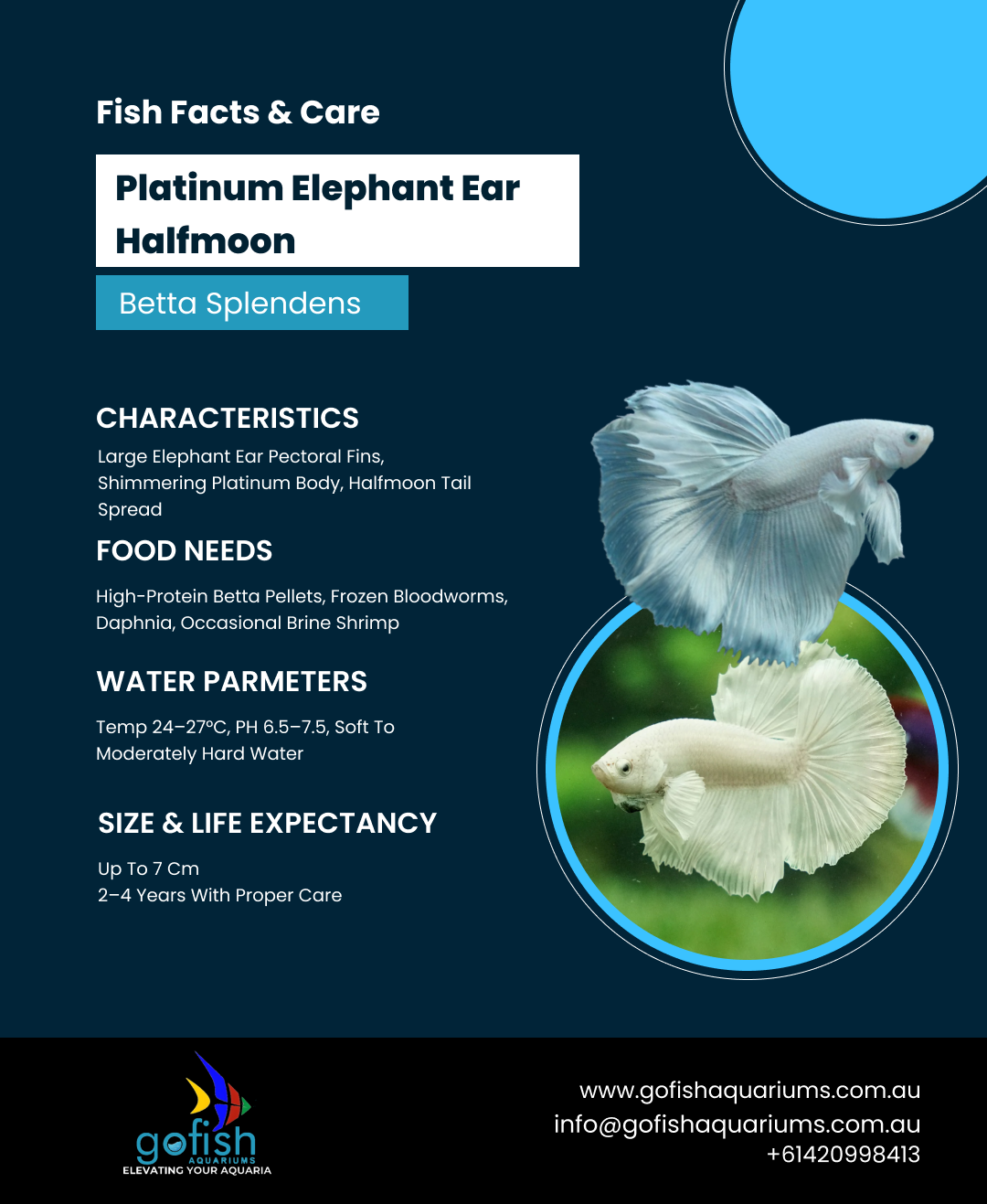 Platinum Elephant Ear Halfmoon