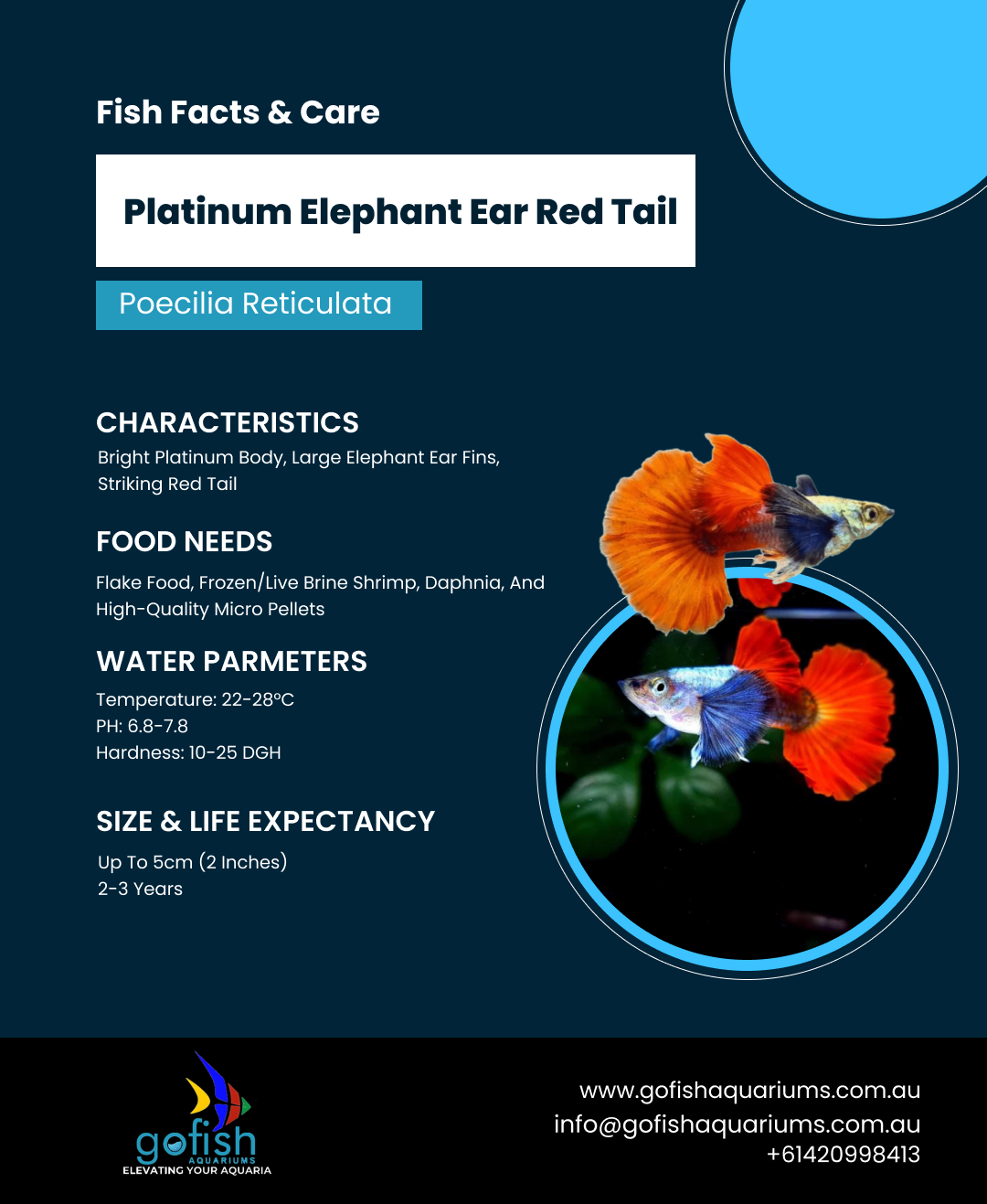Platinum Elephant Ear Red Tail