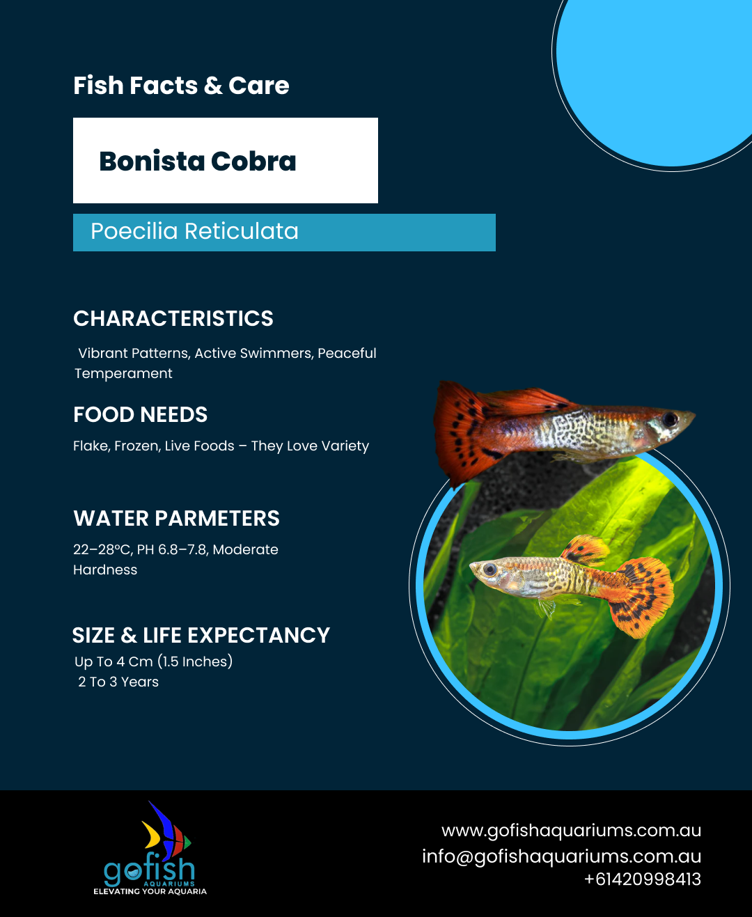 Bonista Cobra