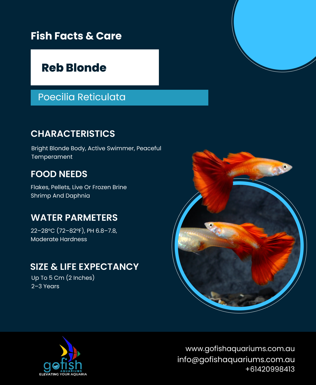 Reb Blonde