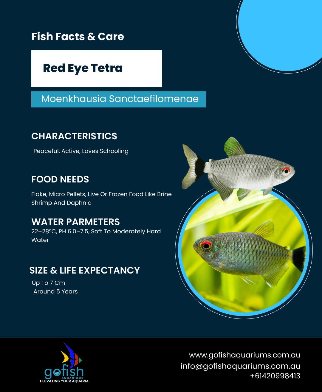 Red Eye Tetra