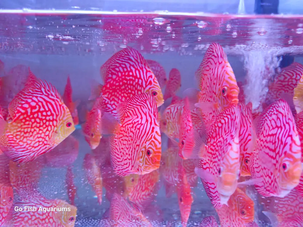 Buy Pigeon Checkerboard Discus, elevate your tank.