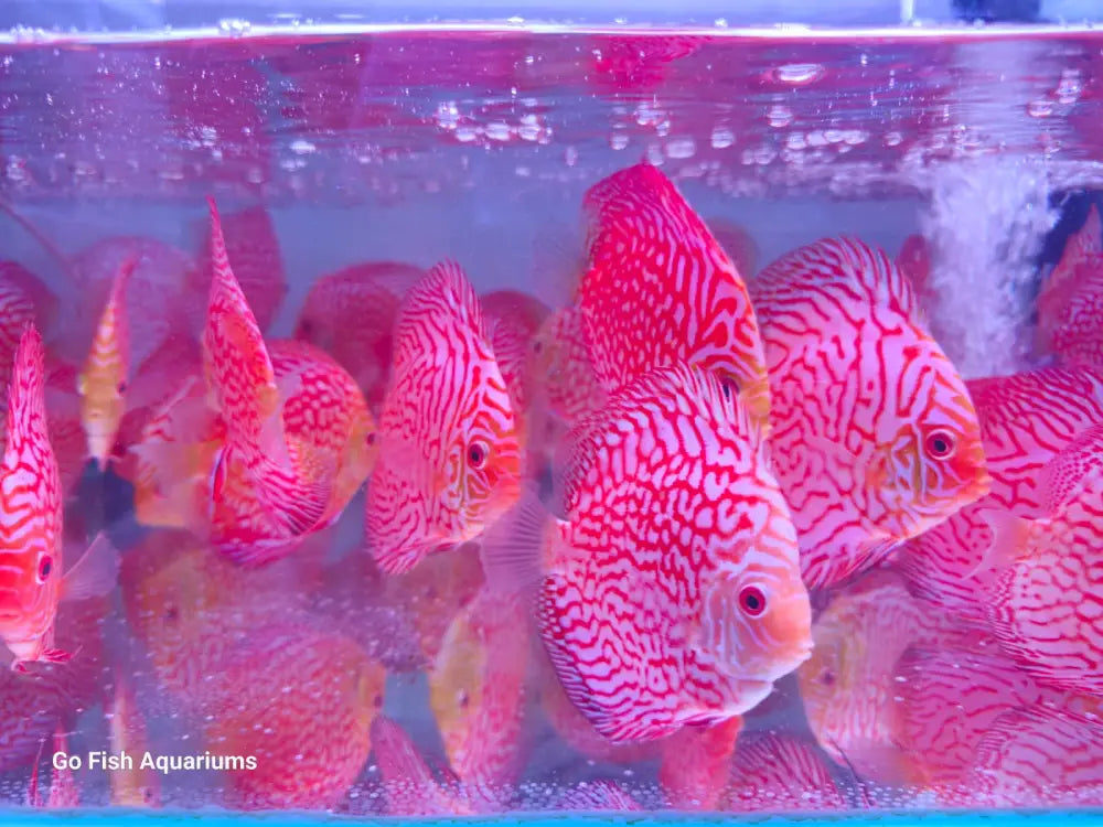 Pigeon Checkerboard Discus: unique and vibrant fish.