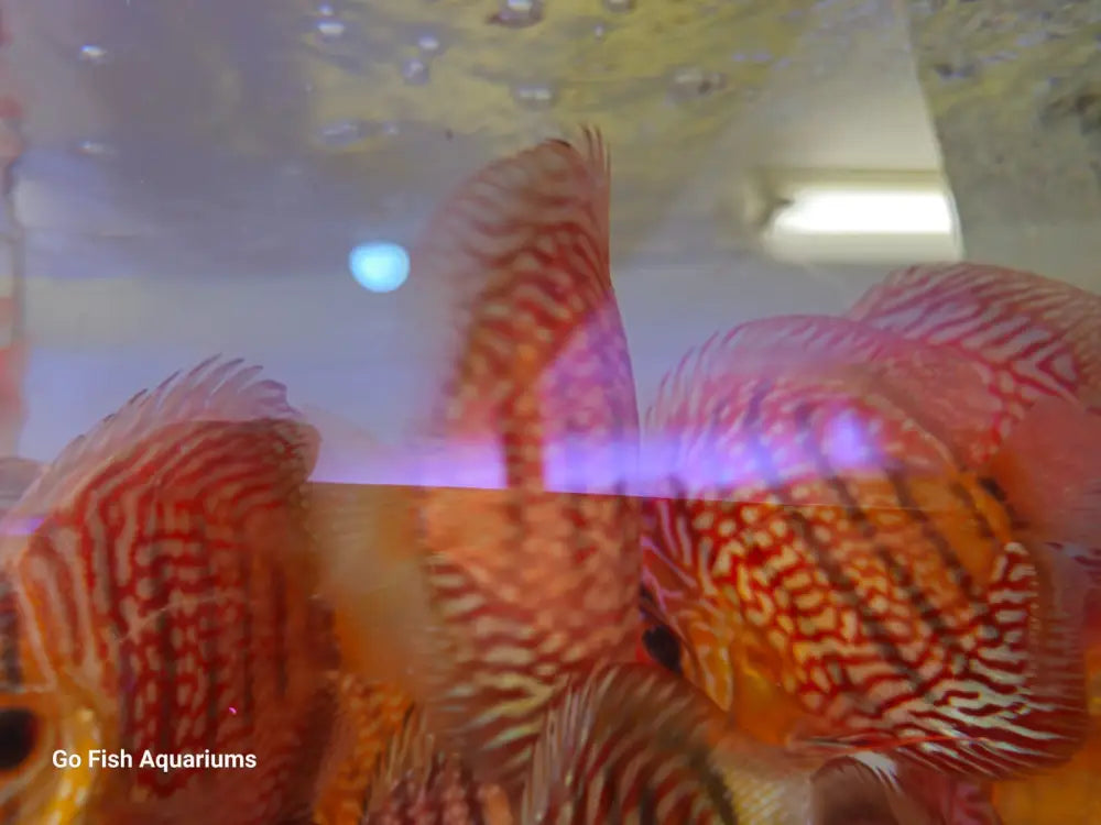 Beautiful Tiger Turquoise Discus for your aquarium.