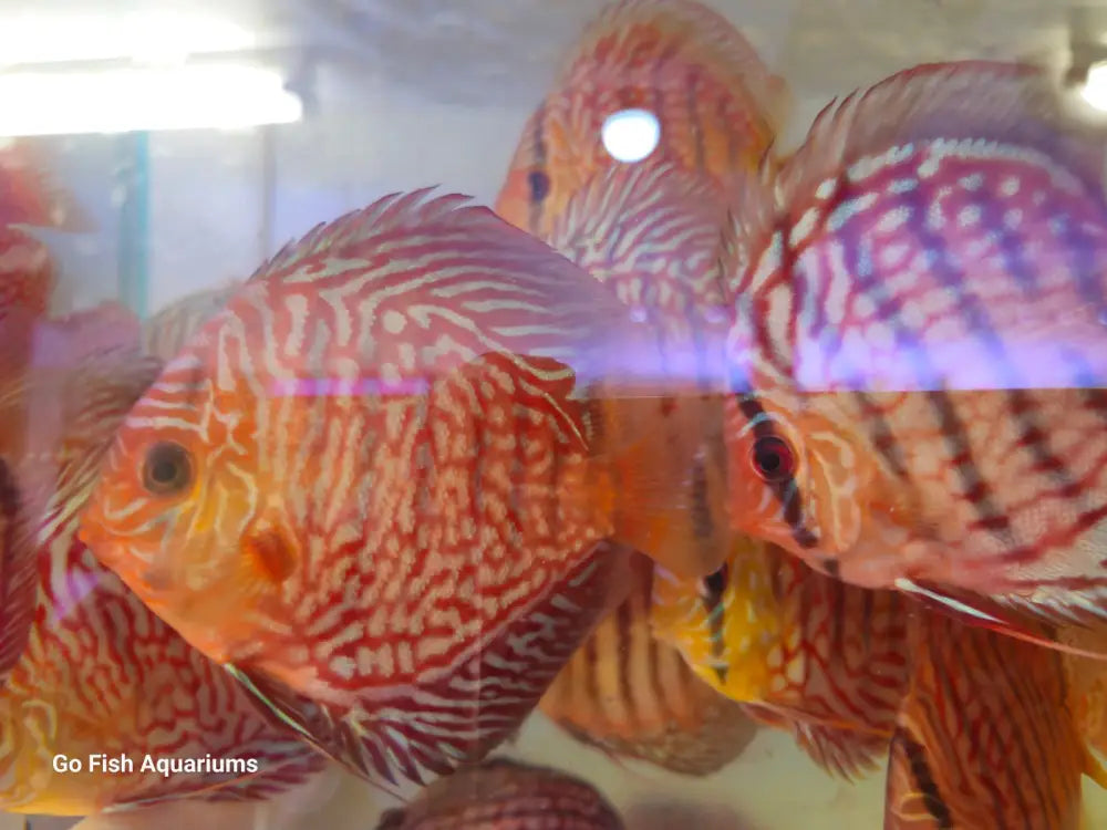Tiger Turquoise Discus: add colour to aquariums.