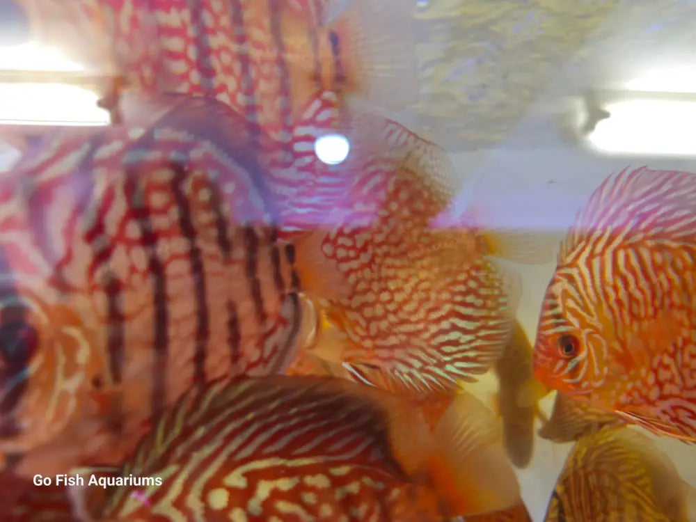 High-quality Tiger Turquoise Discus for sale.