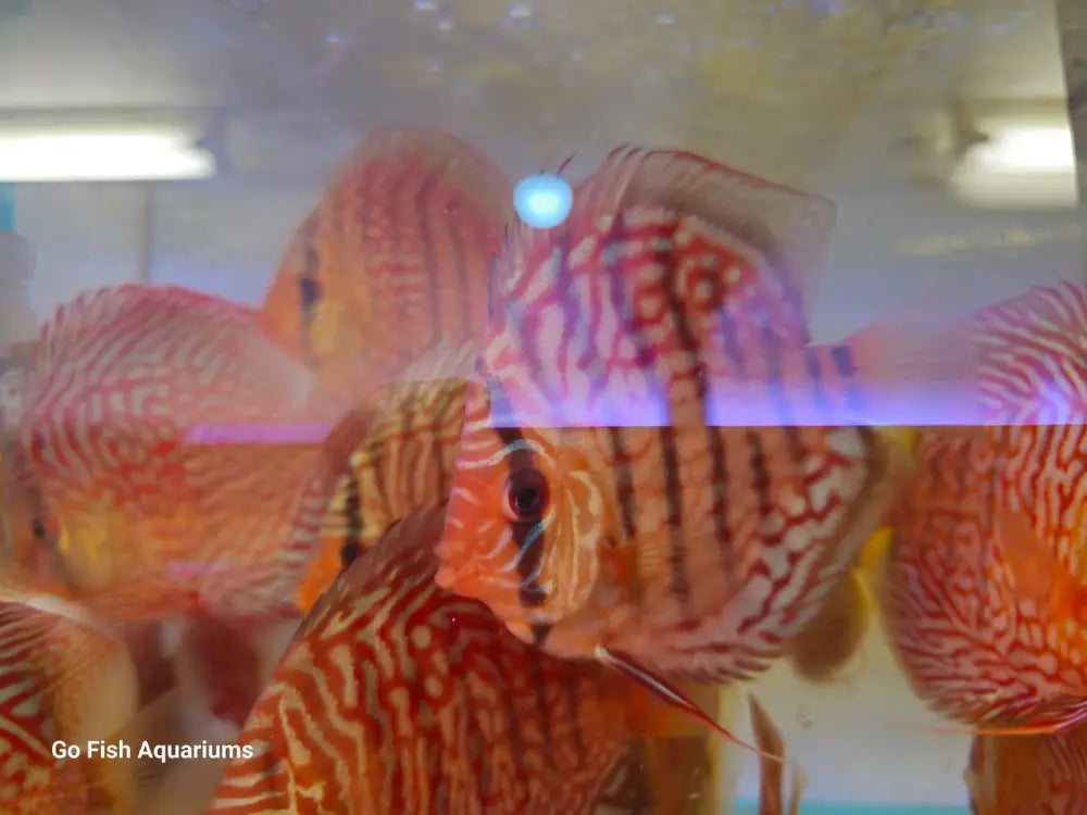 Buy Tiger Turquoise Discus, enhance your tank.