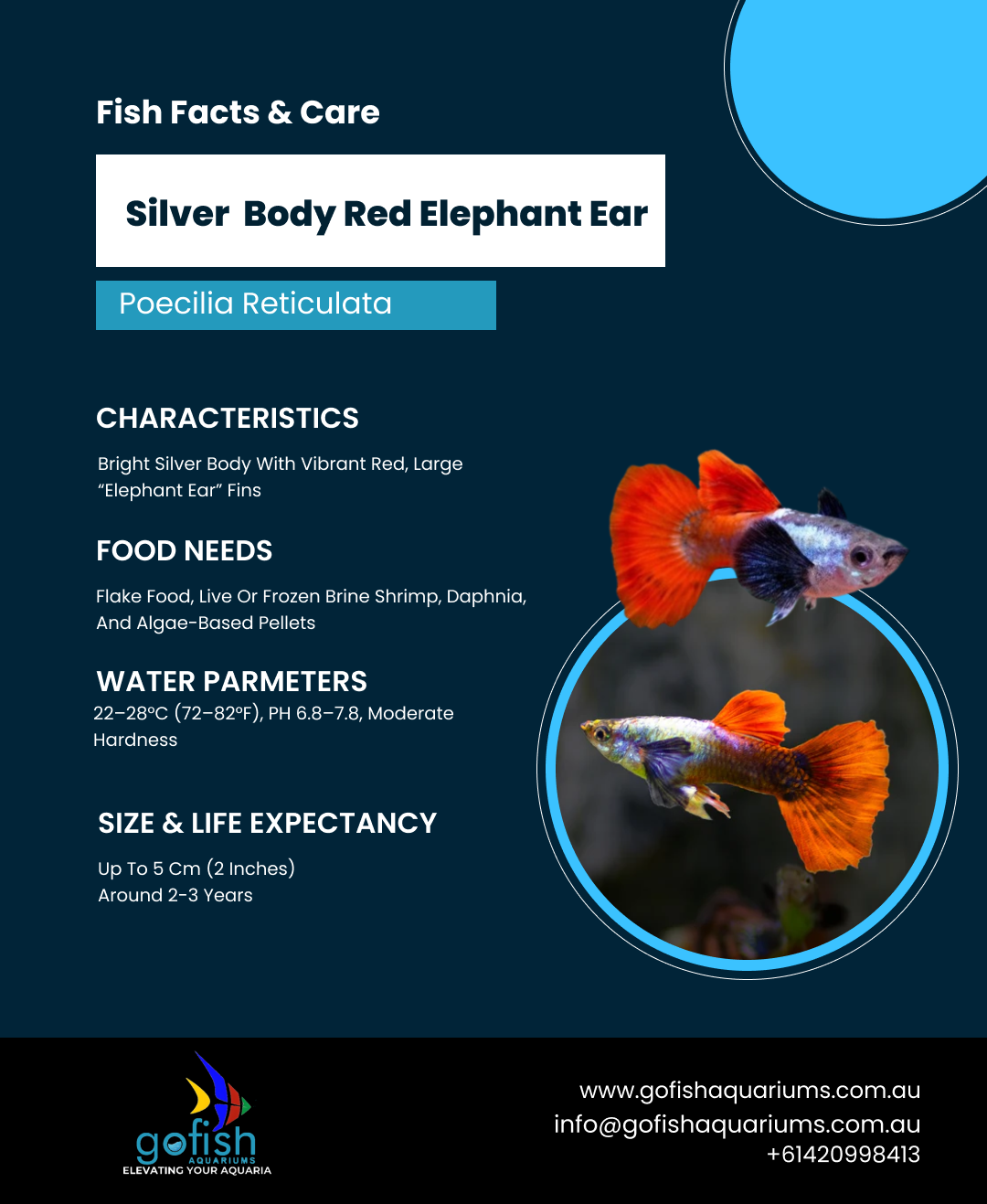 Silver Body Red Elephant Ear
