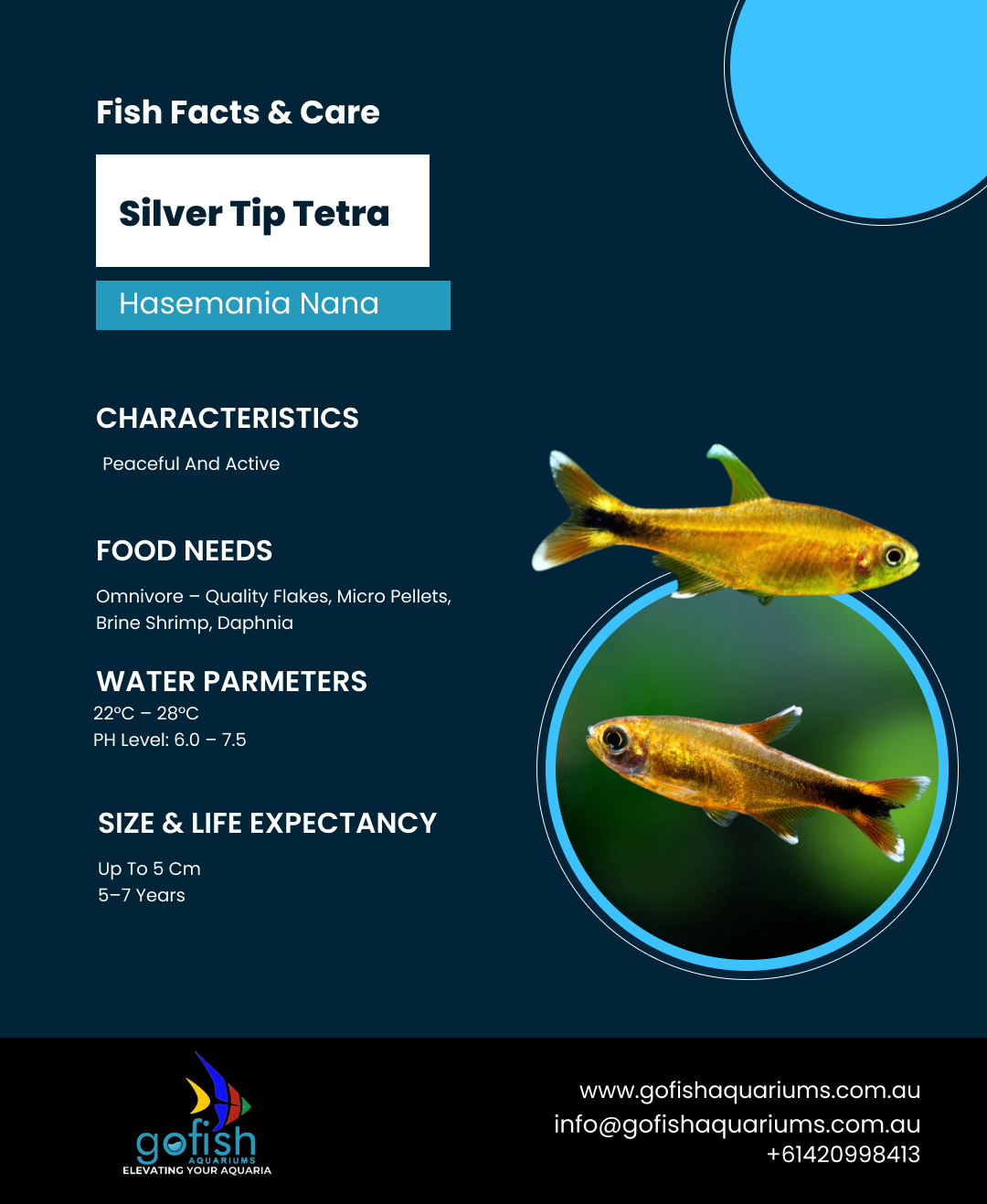 Silver Tip Tetra