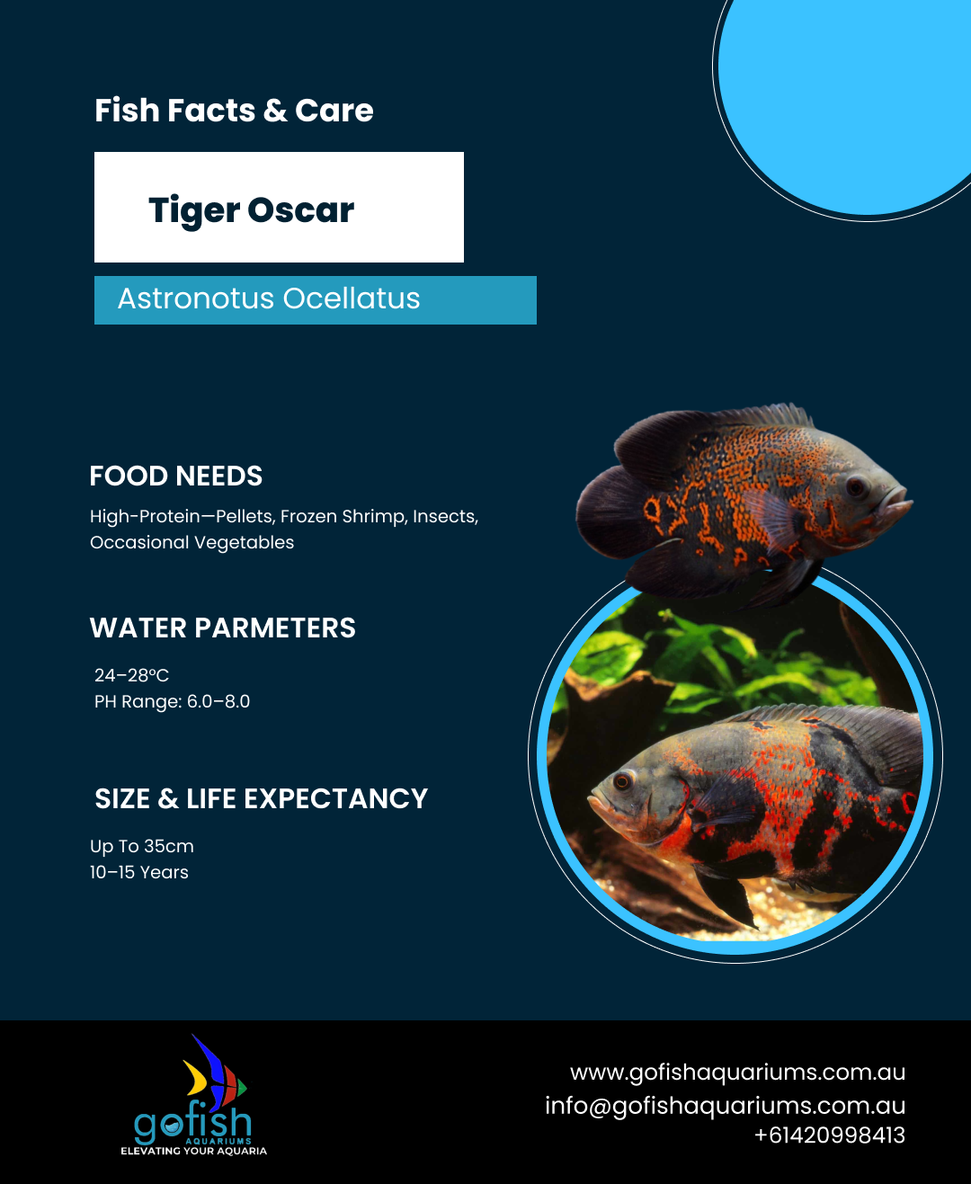 Tiger Oscar