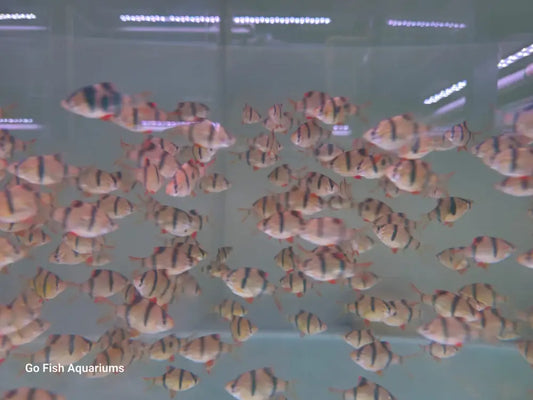 Fish aquarium stores with unique aquariums.