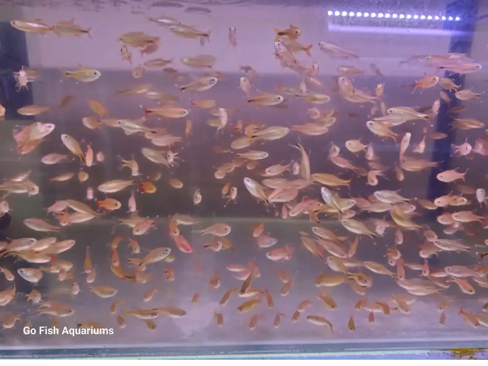 X-Ray Tetra
