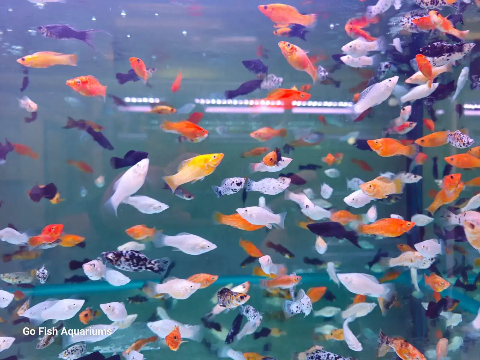 XL Assorted Molly – Go Fish Aquariums - Main Image