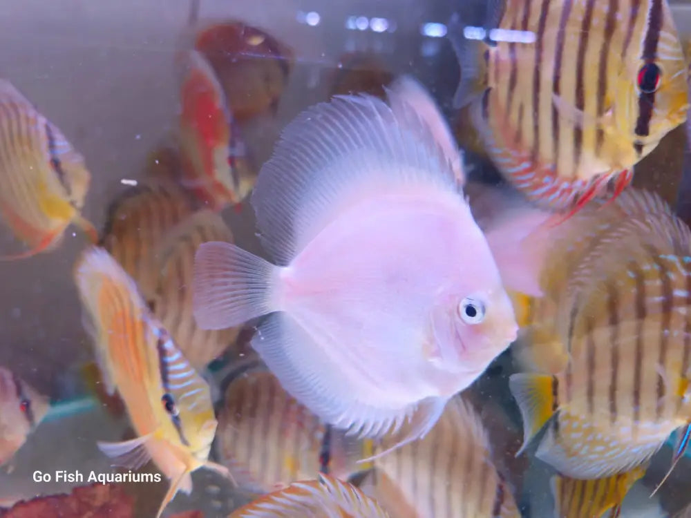 Buy Blue Diamond Discus online today.