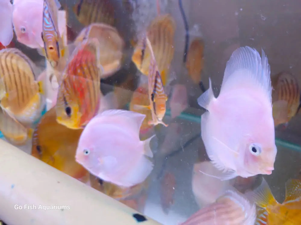 Stunning Blue Diamond Discus for sale.