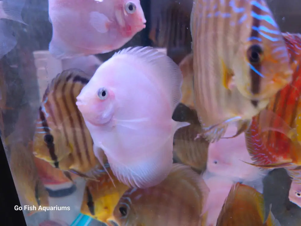 Buy Veil Tail Angel fish online.