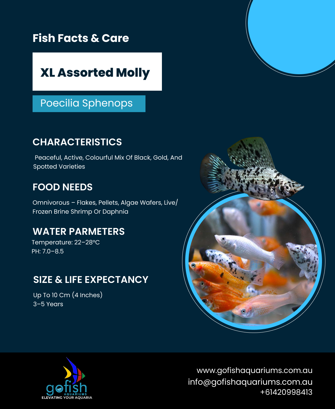 XL Assorted Molly