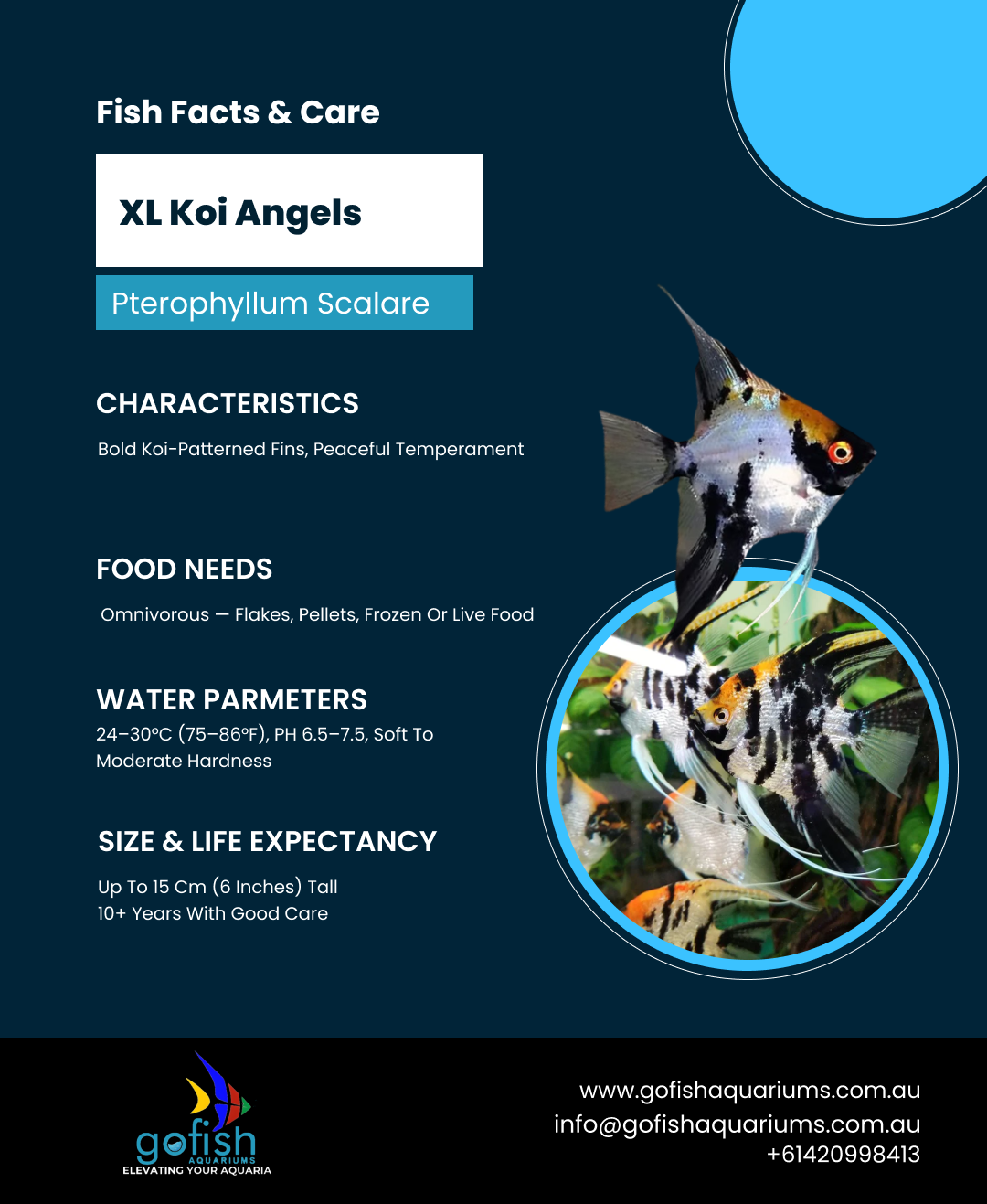 XL Koi Angels
