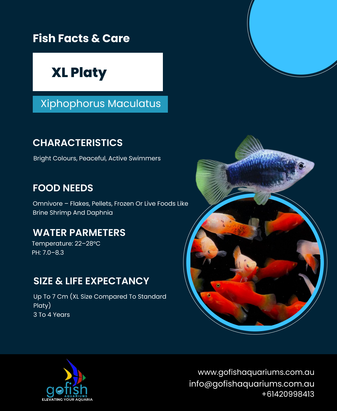 XL Platy