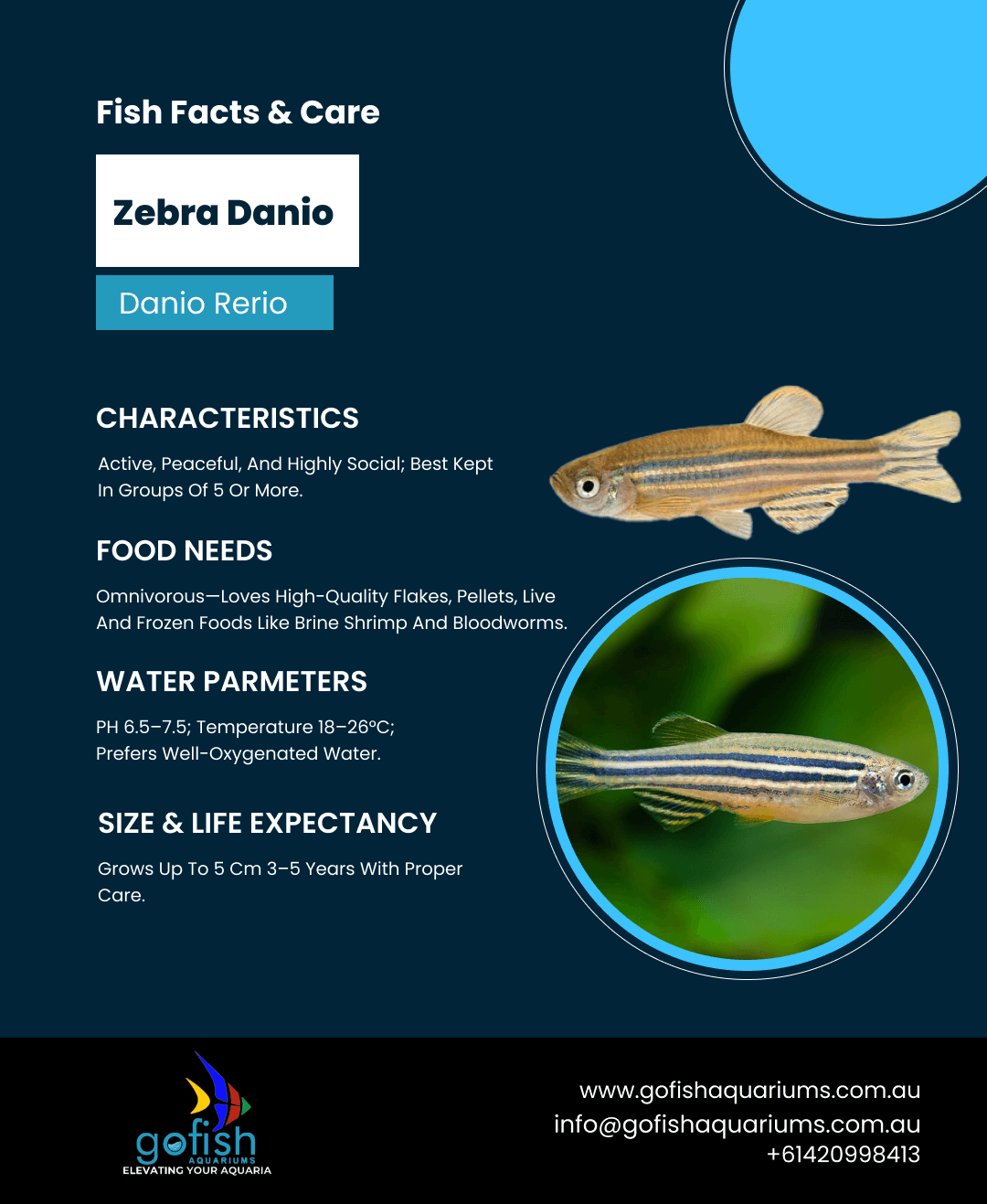 Zebra Danio