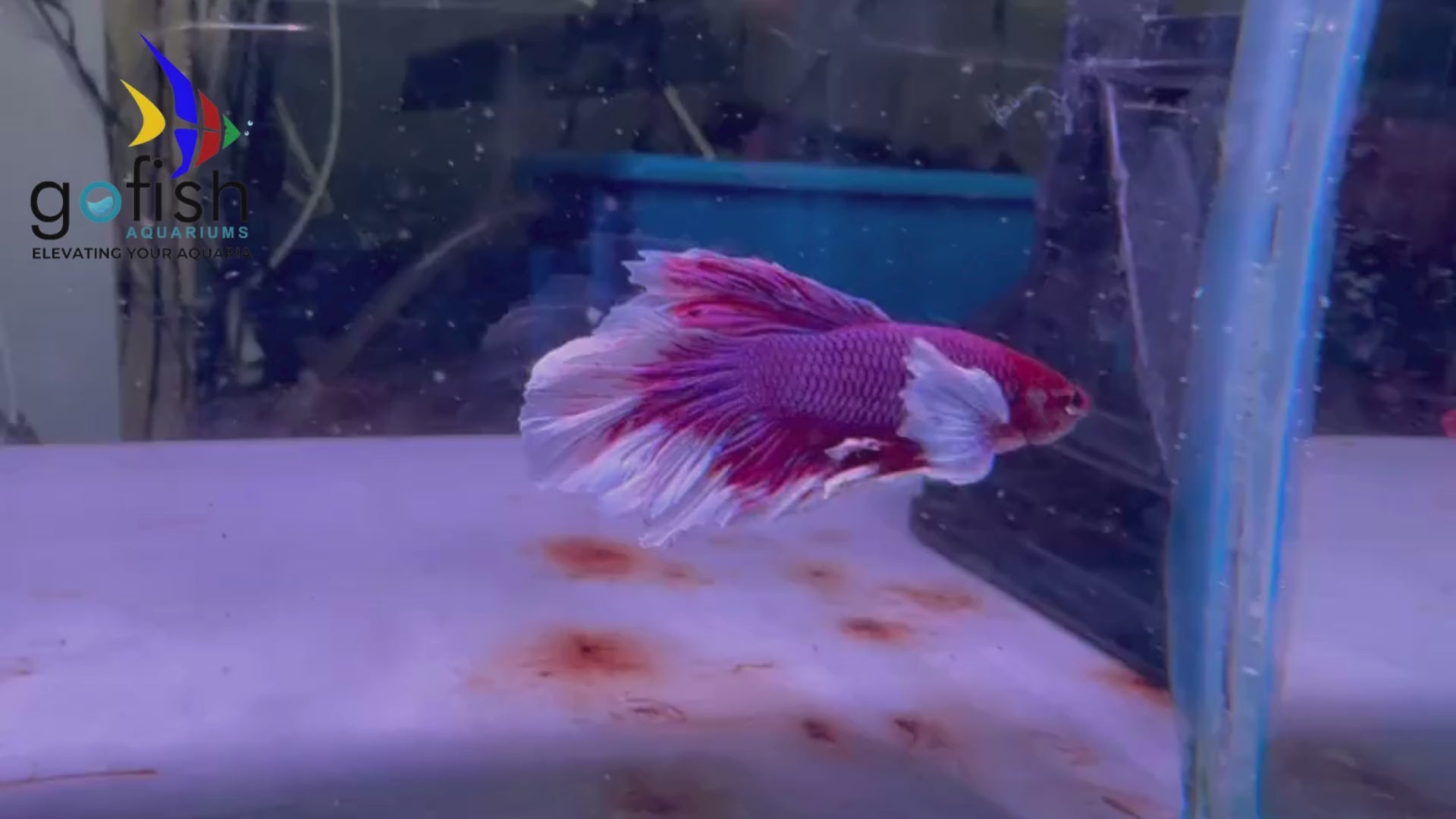 Find premium PK betta fish today.