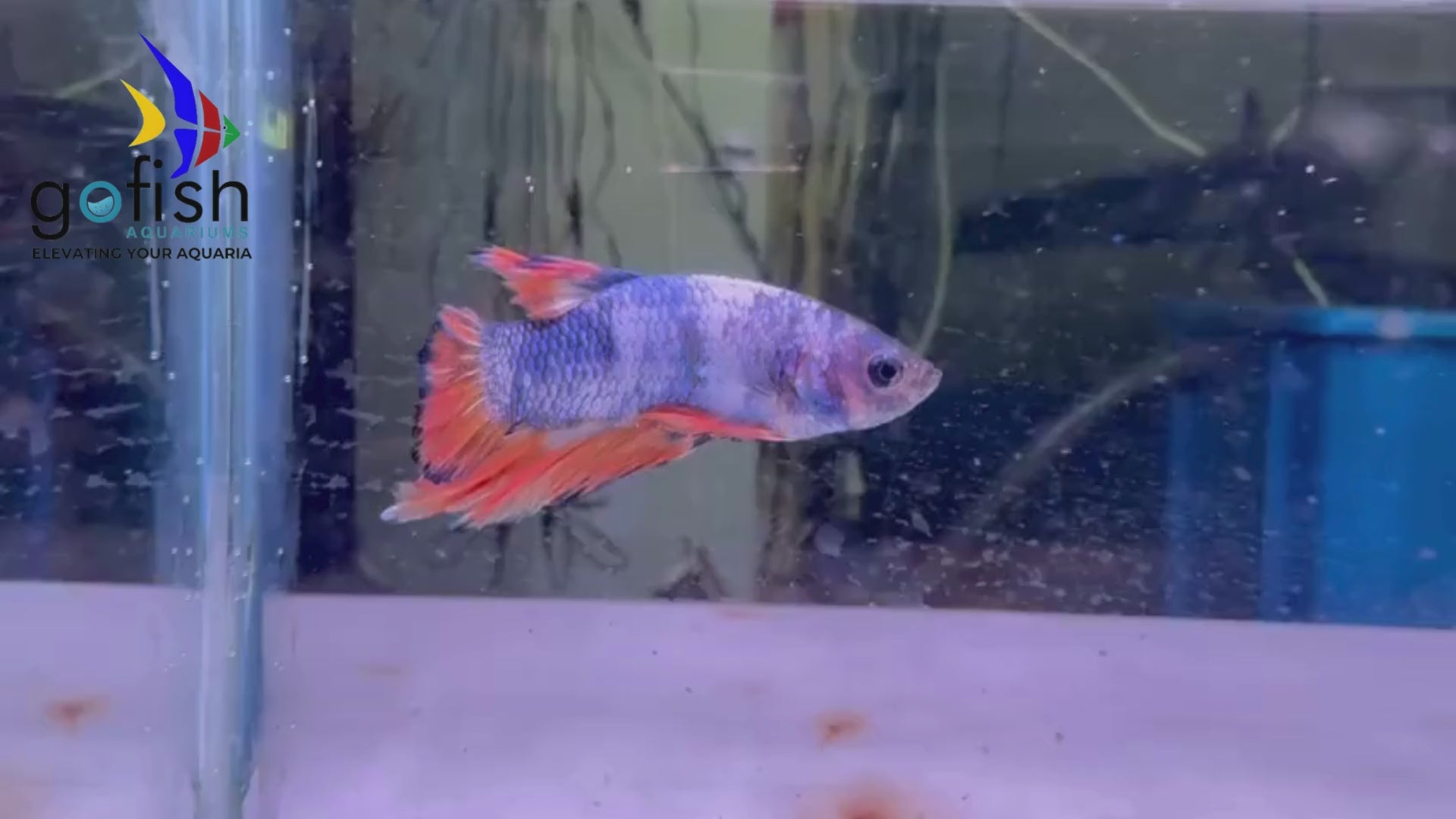 PK bettas: perfect for aquariums.