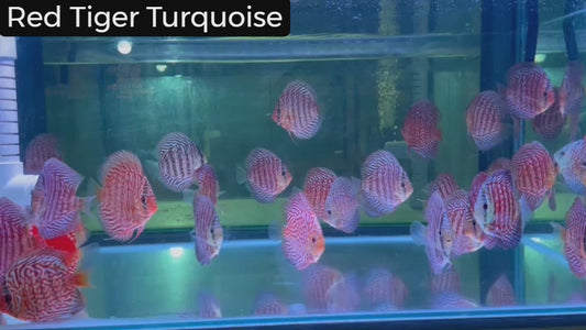 Enhance your tank with Tiger Turquoise Discus.