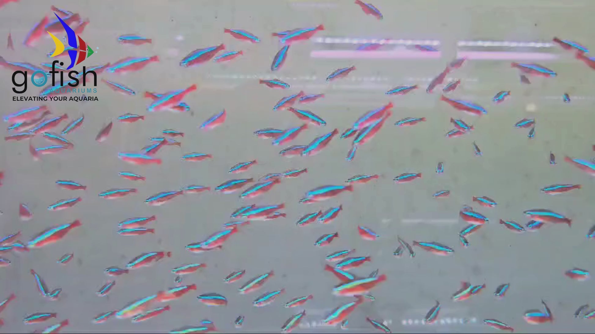 PK betta fish: ideal for home aquariums.