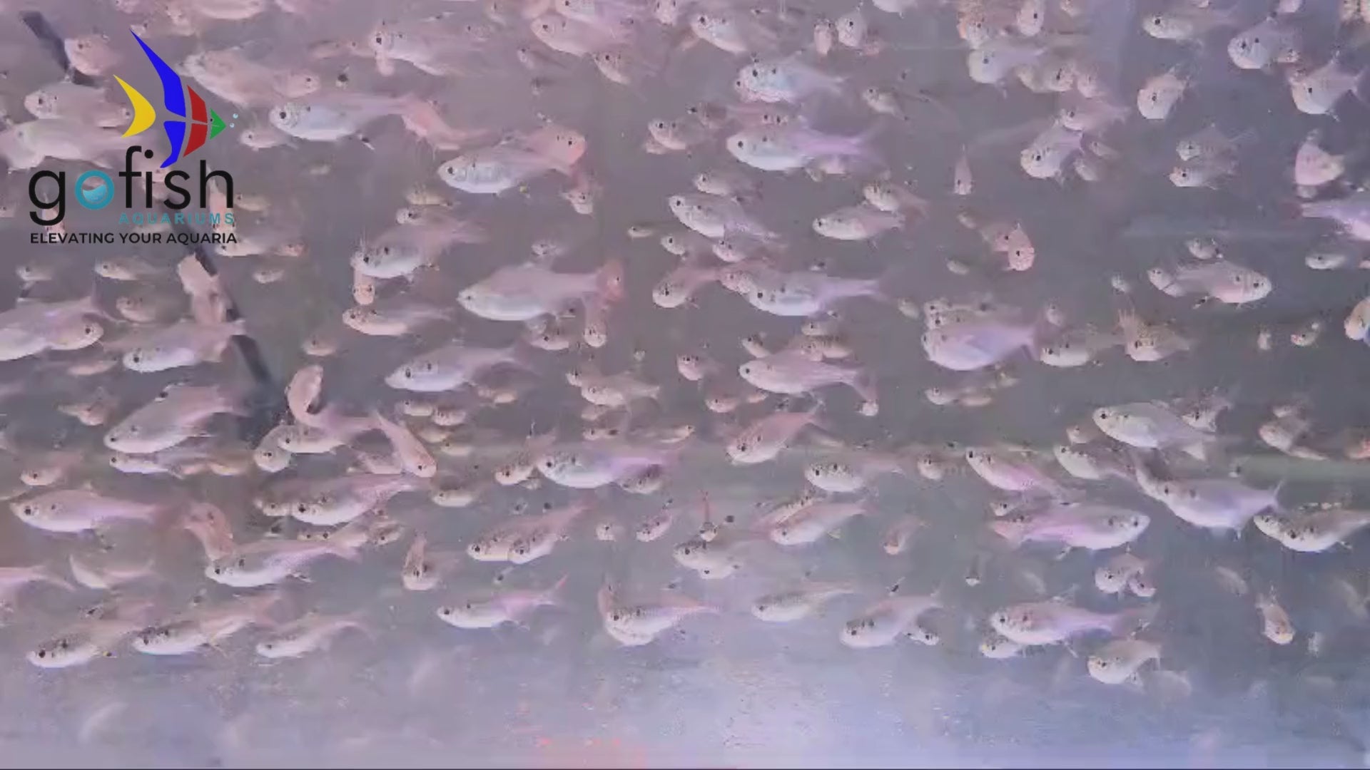 Buy tetra fish, great addition to tanks.