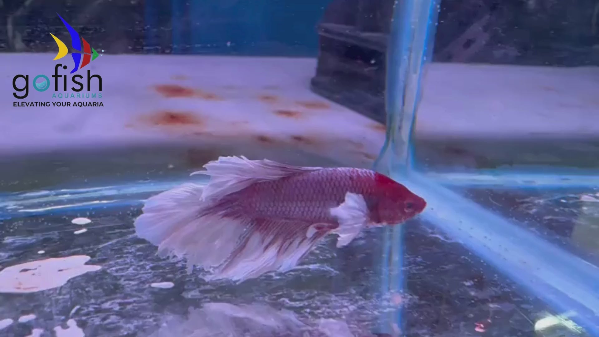 Halfmoon betta fish: perfect for aquariums.