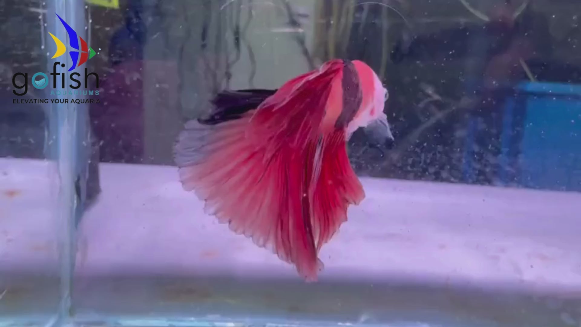Enhance your tank with Halfmoon bettas.