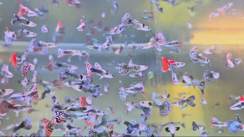 Vibrant Guppy Fish at competitive prices.