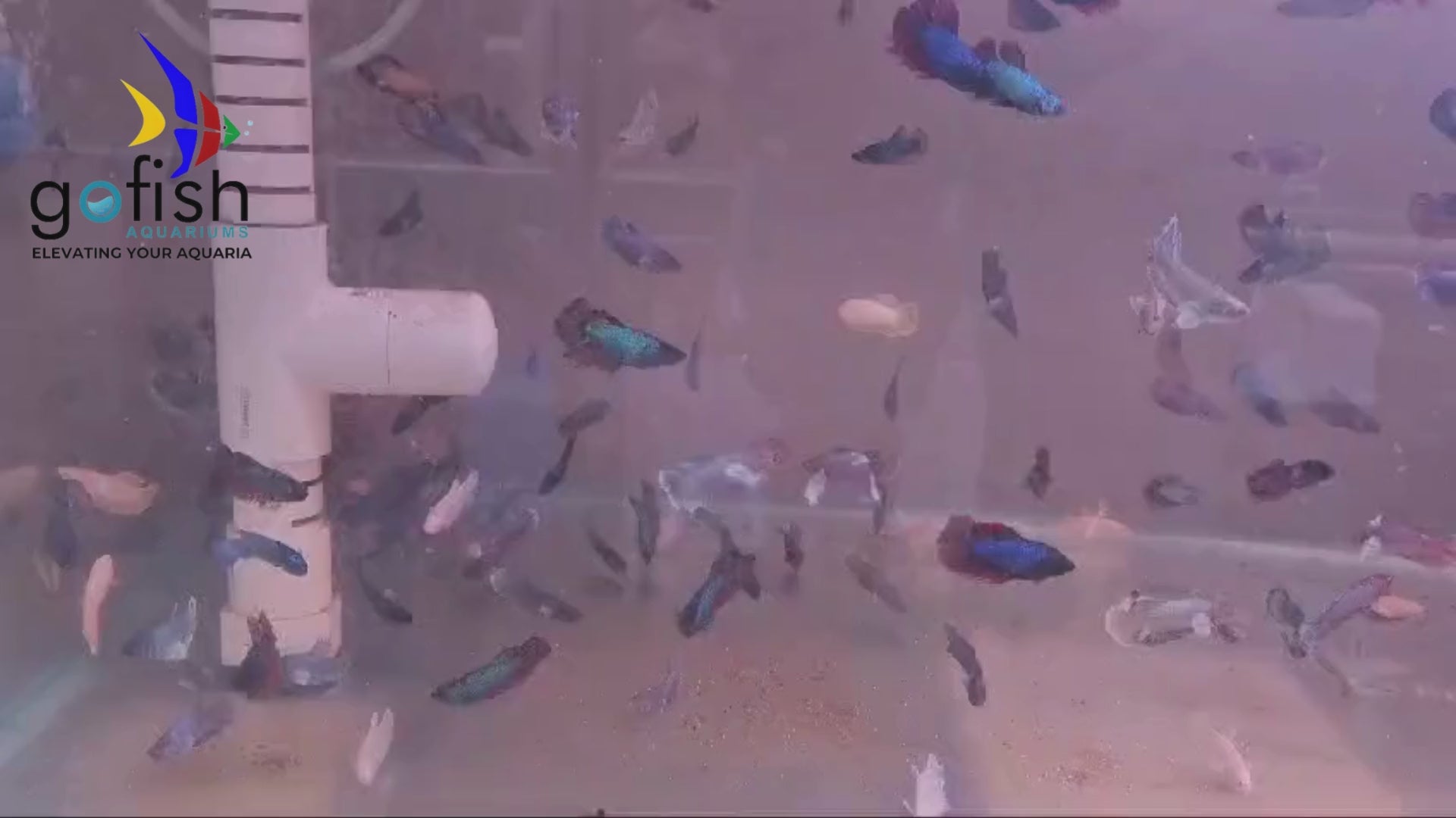Shop Halfmoon betta fish online now.